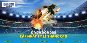 Đá Gà Bong88 - Cập Nhật Tỷ Lệ Thắng Cao Mỗi Trận